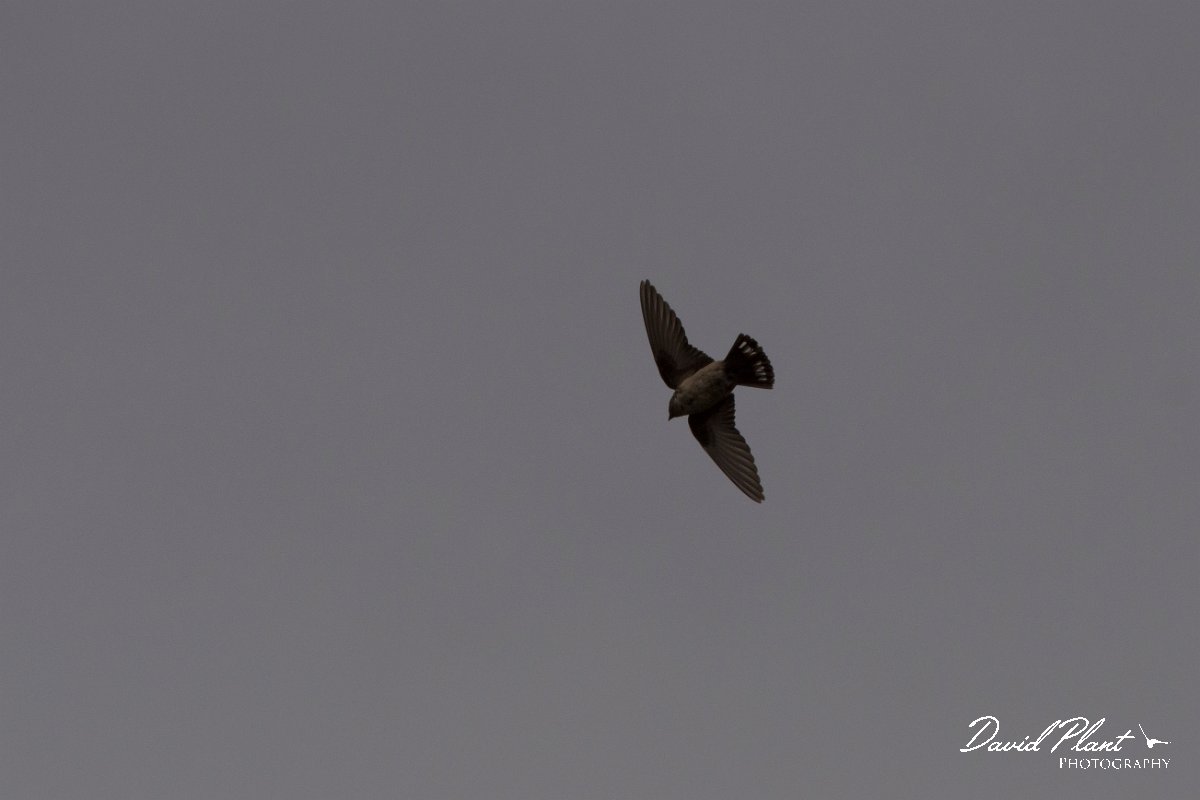DPPhotography - Corsica - Eurasian crag martin - E.jpg - Eurasian crag martin - Tunnel d'Usciolo-Ruisseau de Petrosu, Corsica