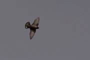 DPPhotography - Corsica - Eurasian crag martin - B