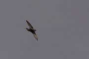 DPPhotography - Corsica - Eurasian crag martin - C
