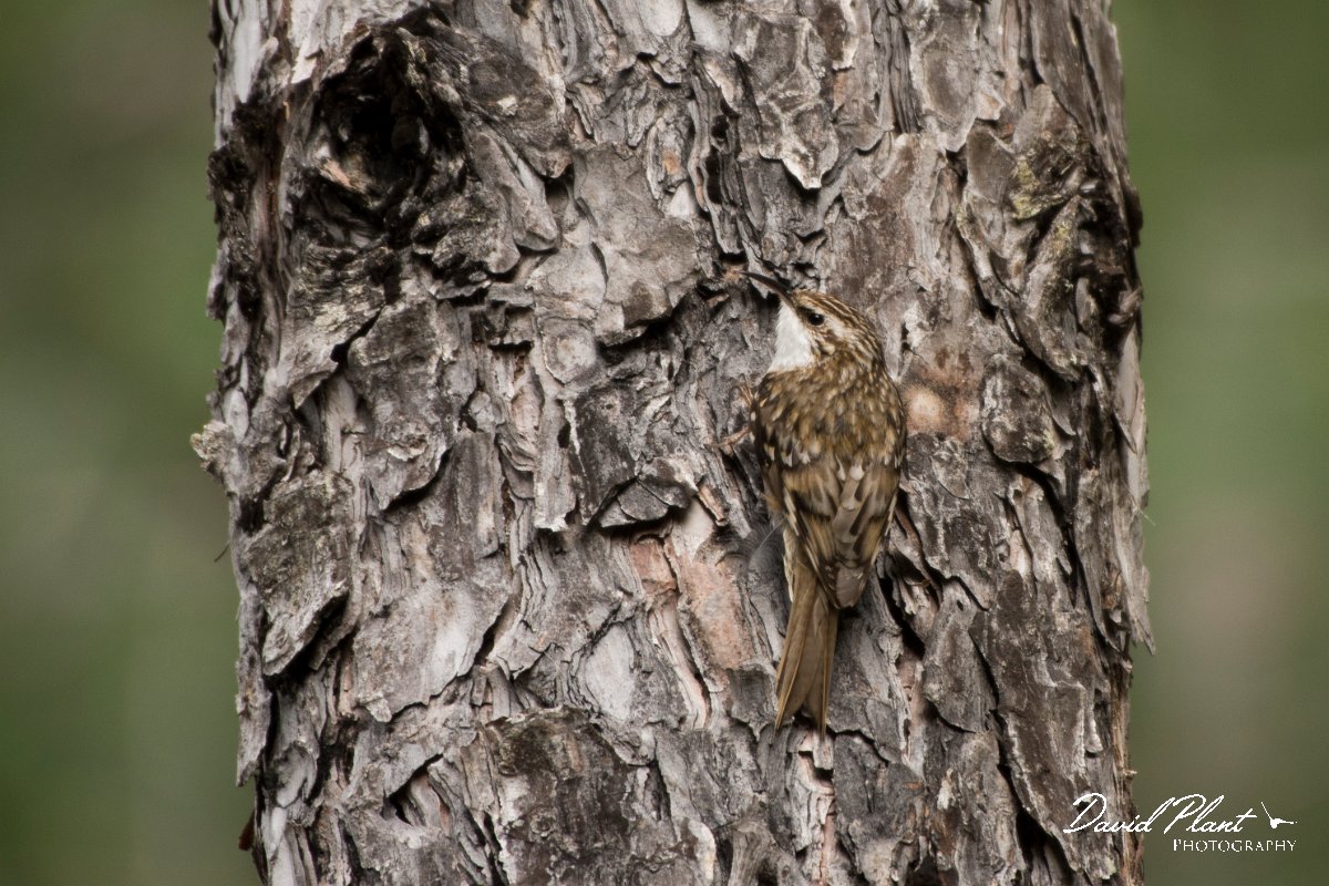 DPPhotography - Corsica - Eurasian treecreeper - A.jpg - Eurasian treecreeper - Col d'Erbajo, Corsica