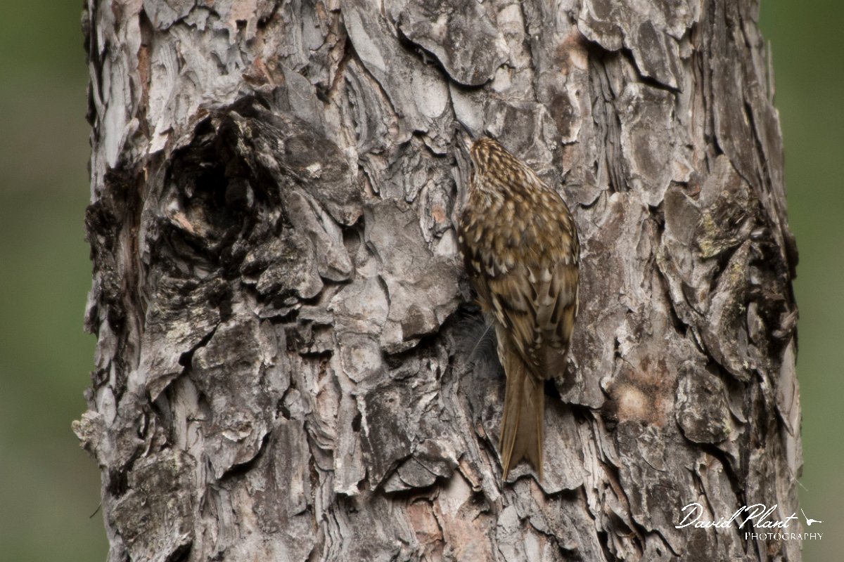 DPPhotography - Corsica - Eurasian treecreeper - B.jpg - Eurasian treecreeper - Col d'Erbajo, Corsica