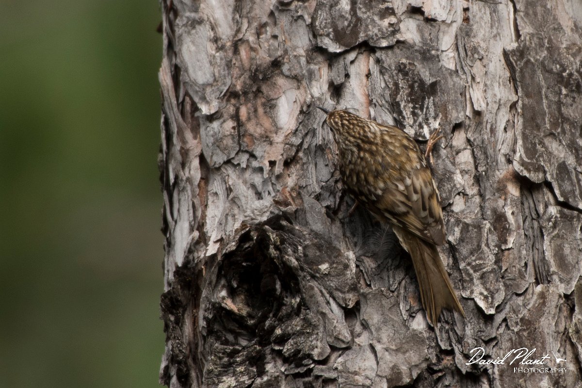 DPPhotography - Corsica - Eurasian treecreeper - C.jpg - Eurasian treecreeper - Col d'Erbajo, Corsica