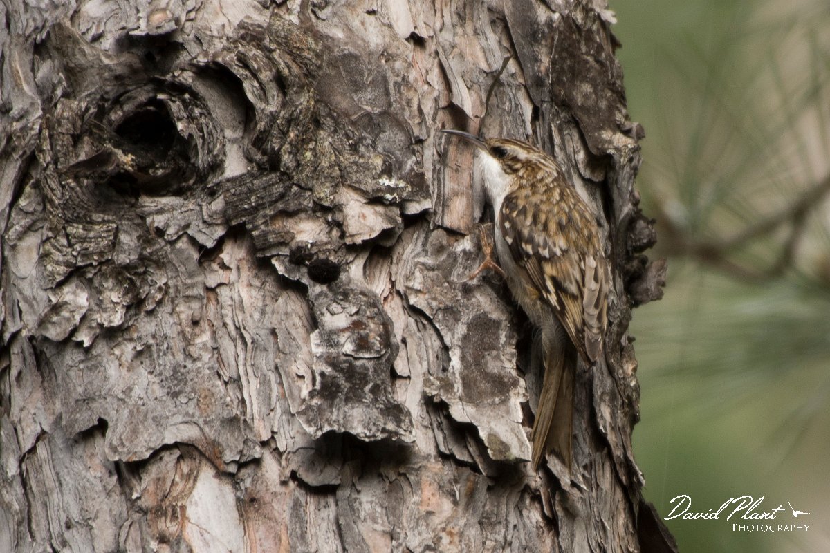DPPhotography - Corsica - Eurasian treecreeper - D.jpg - Eurasian treecreeper - Col d'Erbajo, Corsica