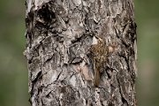 DPPhotography - Corsica - Eurasian treecreeper - A