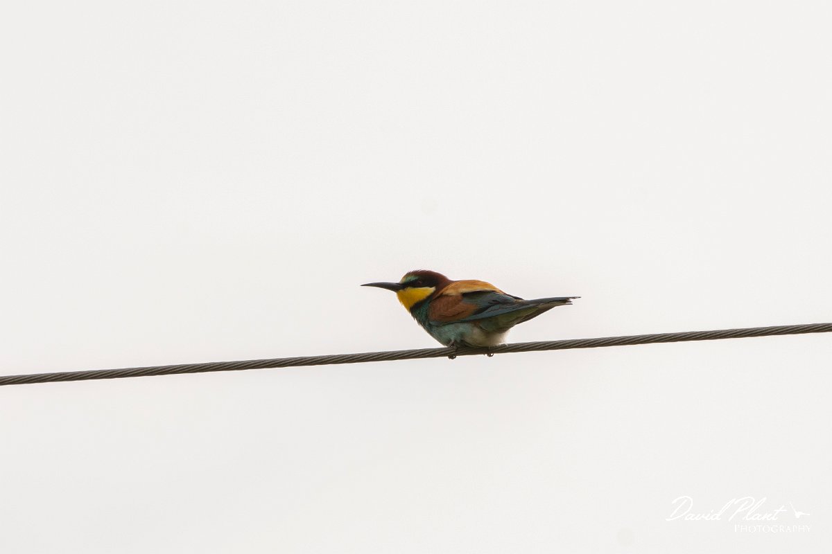 DPPhotography - Corsica - Eurasian bee-eater - A.jpg - European bee-eater - Etang d'Urbino, Corsica
