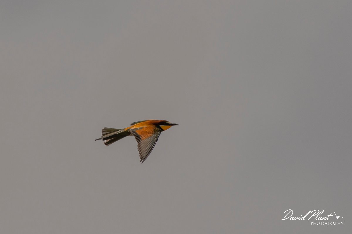 DPPhotography - Corsica - Eurasian bee-eater - B.jpg - European bee-eater - Poggiale, Corsica