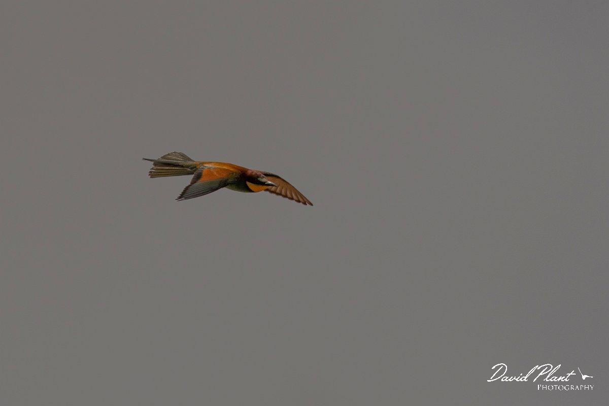 DPPhotography - Corsica - Eurasian bee-eater - C.jpg - European bee-eater - Poggiale, Corsica