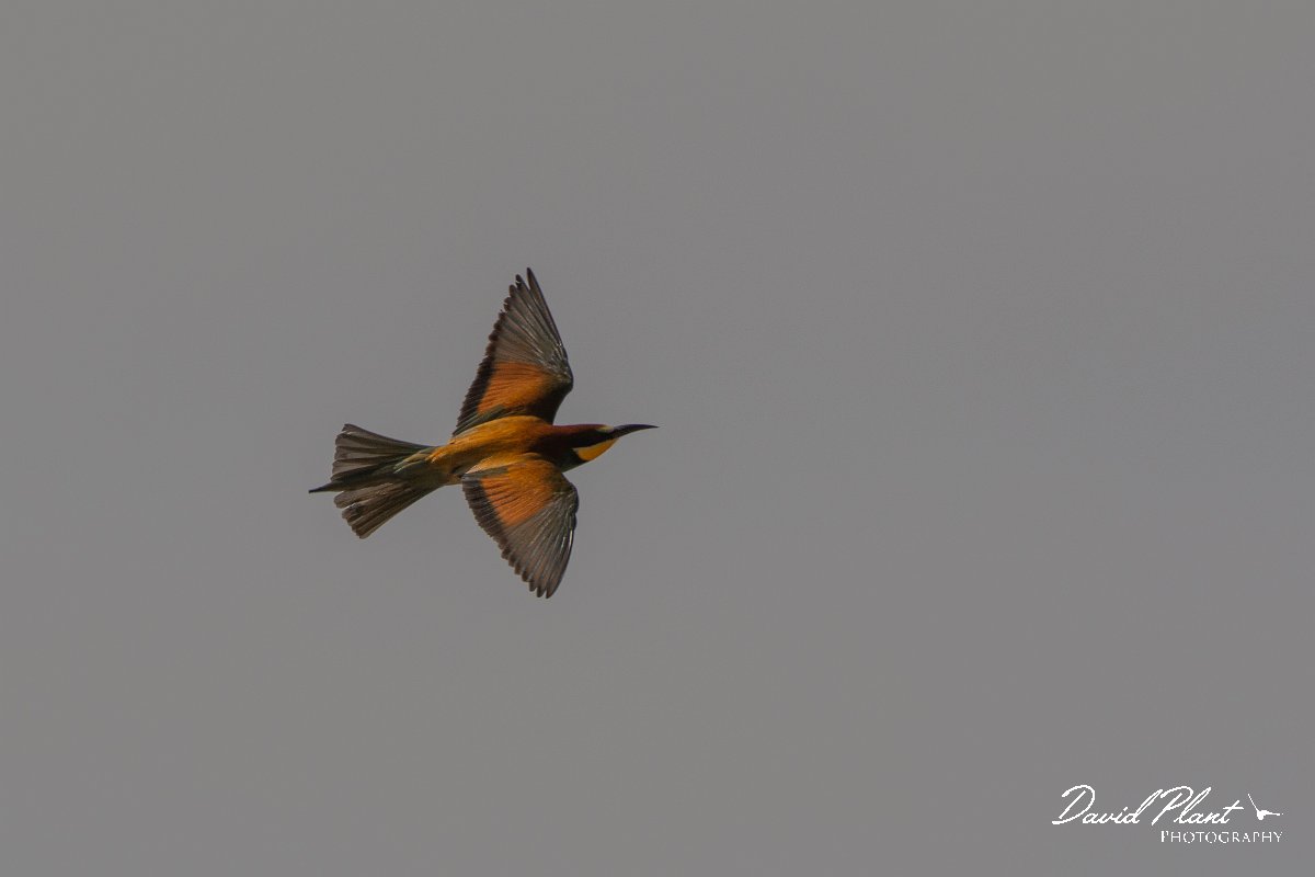 DPPhotography - Corsica - Eurasian bee-eater - F.jpg - European bee-eater - Poggiale, Corsica