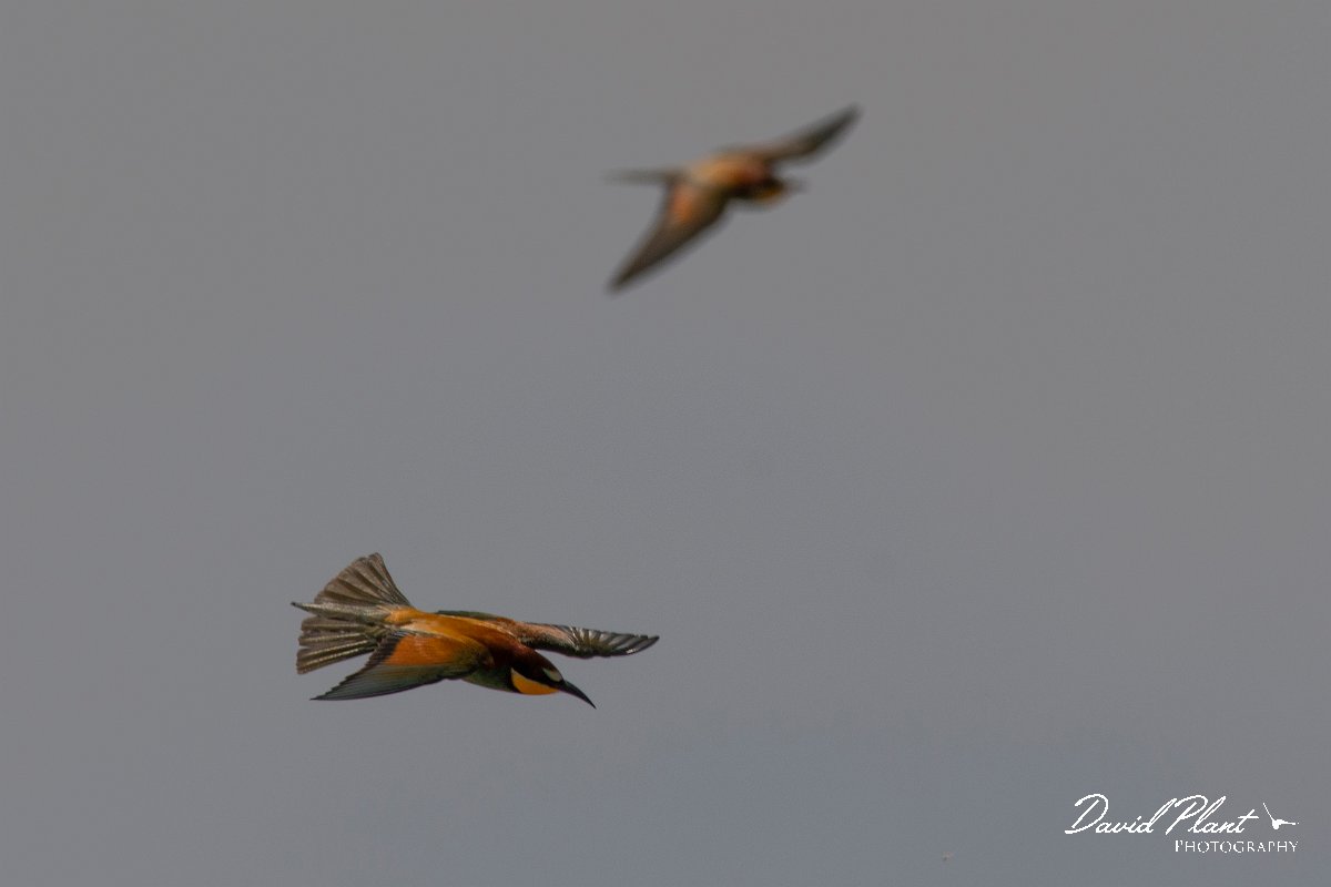 DPPhotography - Corsica - Eurasian bee-eater - G.jpg - European bee-eater - Poggiale, Corsica