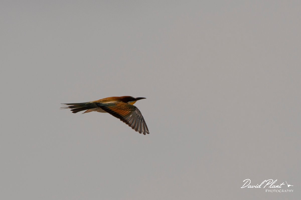 DPPhotography - Corsica - Eurasian bee-eater - I.jpg - European bee-eater - Poggiale, Corsica