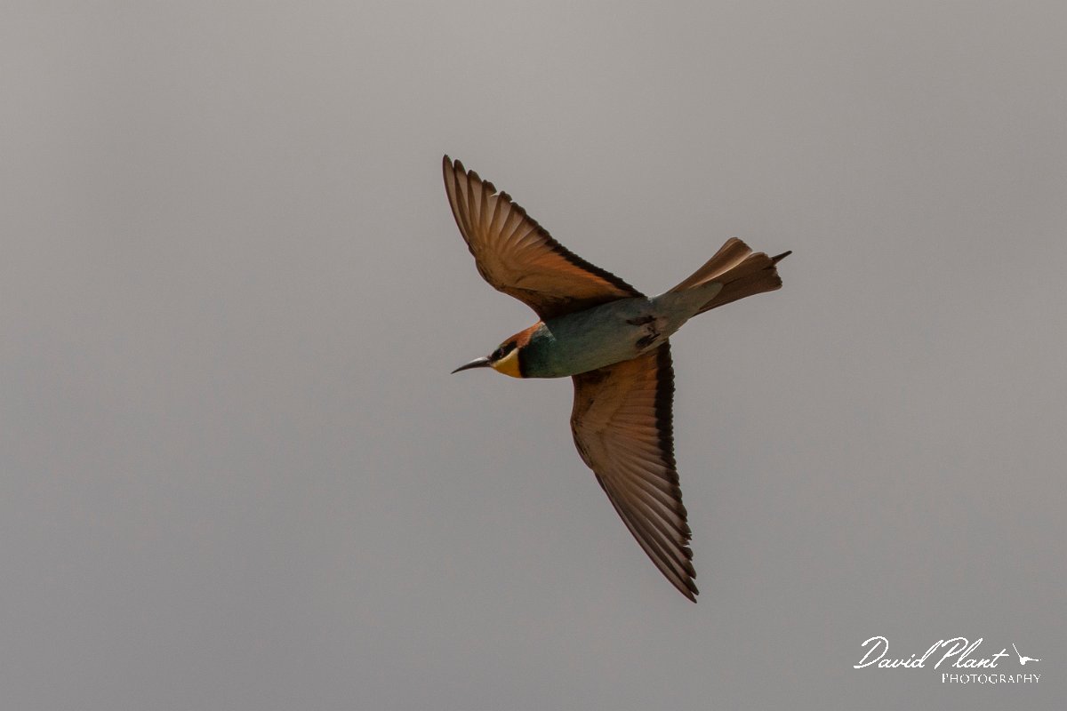 DPPhotography - Corsica - Eurasian bee-eater - J.jpg - European bee-eater - Poggiale, Corsica