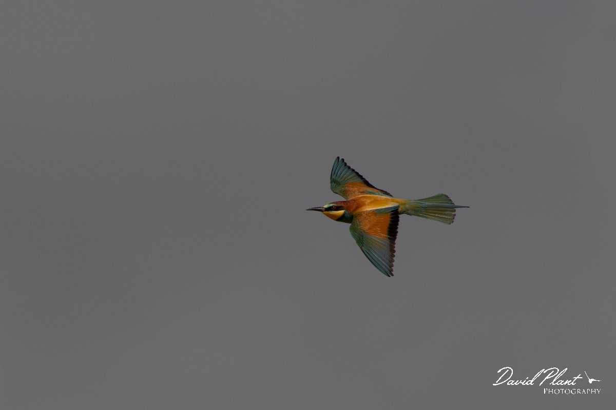 DPPhotography - Corsica - Eurasian bee-eater - N.jpg - European bee-eater - Poggiale, Corsica