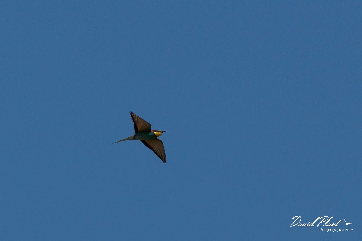 DPPhotography - Corsica - Eurasian bee-eater - Q.jpg - European bee-eater - Route de l'Etang, Lake Biguglia, Corsica