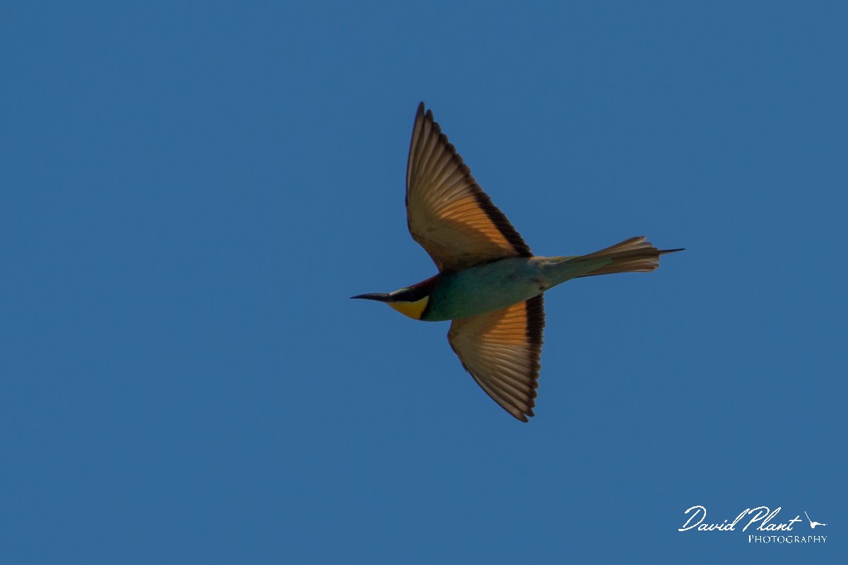 DPPhotography - Corsica - Eurasian bee-eater - T.jpg - European bee-eater - Route de l'Etang, Lake Biguglia, Corsica