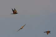 DPPhotography - Corsica - Eurasian bee-eater - D