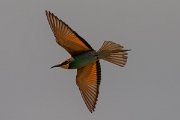 DPPhotography - Corsica - Eurasian bee-eater - E