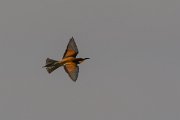 DPPhotography - Corsica - Eurasian bee-eater - F