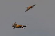 DPPhotography - Corsica - Eurasian bee-eater - G