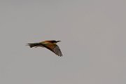 DPPhotography - Corsica - Eurasian bee-eater - I