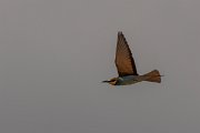 DPPhotography - Corsica - Eurasian bee-eater - M