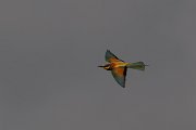 DPPhotography - Corsica - Eurasian bee-eater - N