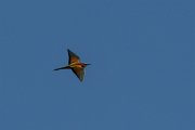 DPPhotography - Corsica - Eurasian bee-eater - S