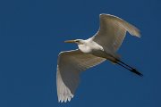 DPPhotography - Corsica - Great egret - A