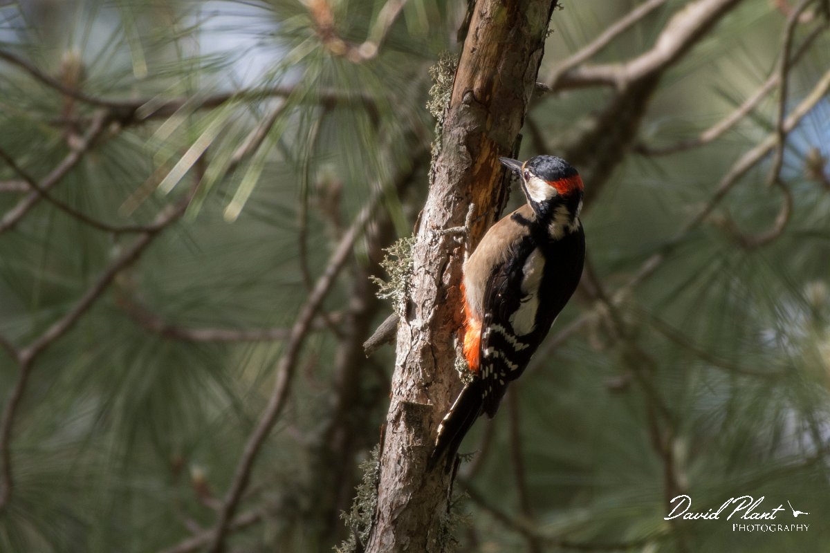 DPPhotography - Corsica - Great spotted woodpecker - B.jpg - Great spotted woodpecker - Col d'Erbajo, Corsica