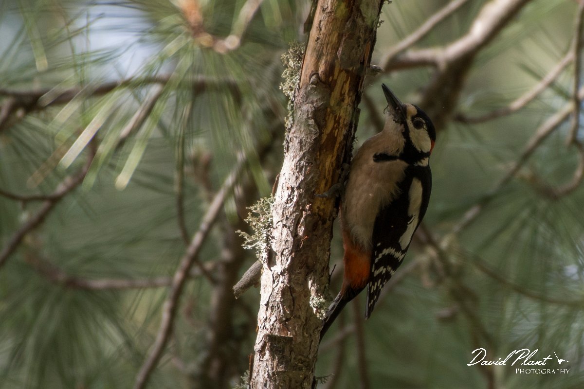 DPPhotography - Corsica - Great spotted woodpecker - C.jpg - Great spotted woodpecker - Col d'Erbajo, Corsica