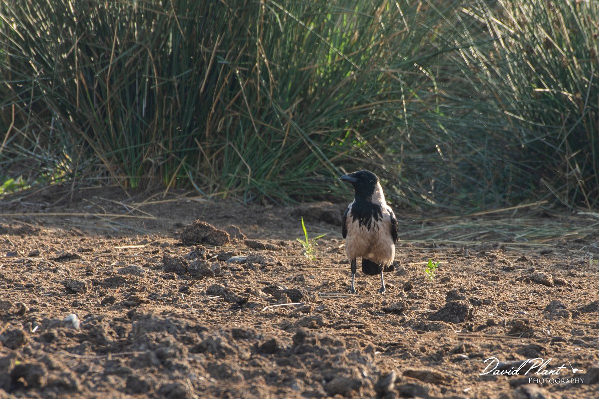 DPPhotography - Corsica - Hooded crow - A.jpg - Hooded crow - Route de l'Etang, Lake Biguglia, Corsica
