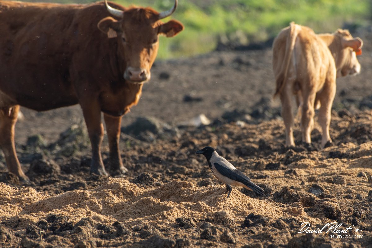DPPhotography - Corsica - Hooded crow - B.jpg - Hooded crow - Route de l'Etang, Lake Biguglia, Corsica