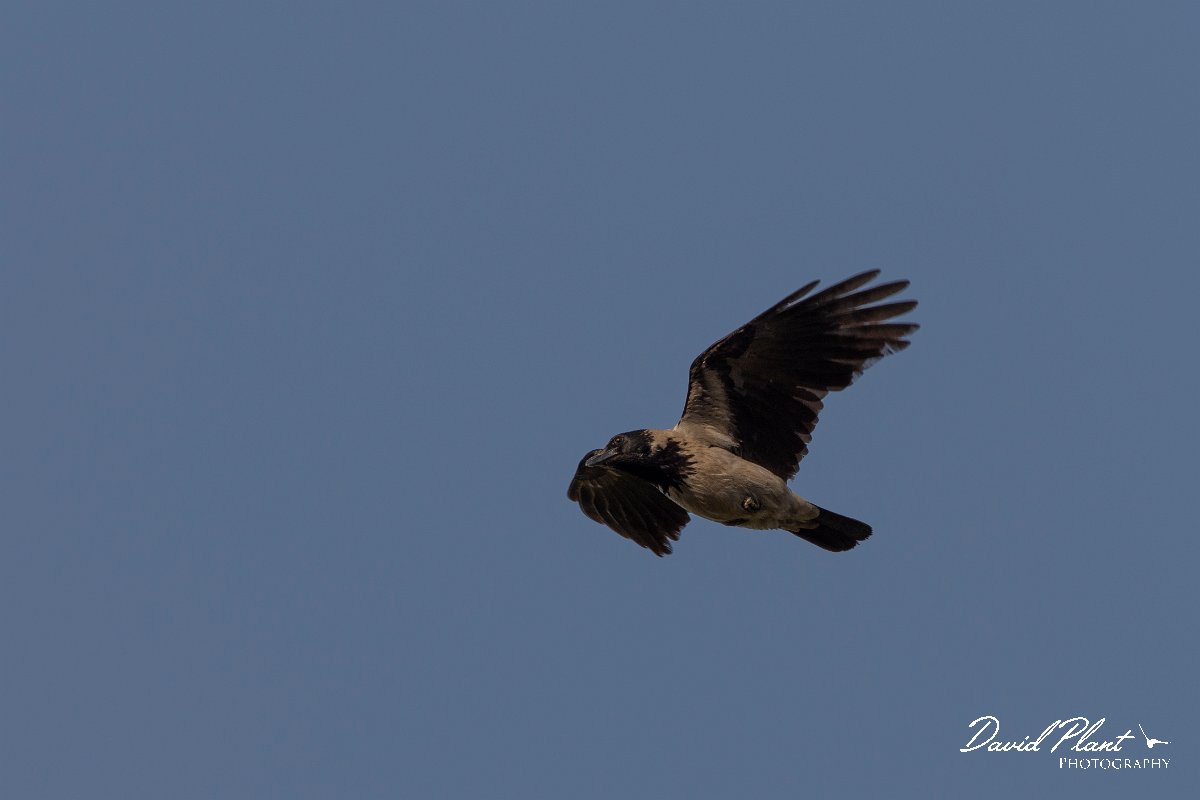DPPhotography - Corsica - Hooded crow - C.jpg - Hooded crow - Route de l'Etang, Lake Biguglia, Corsica
