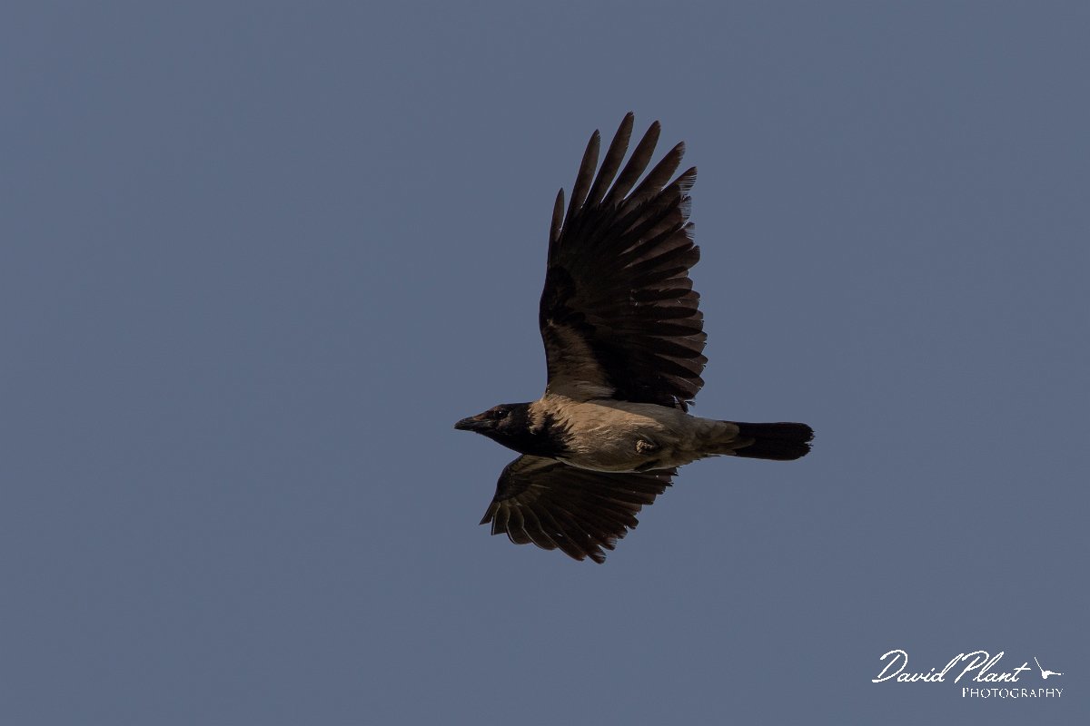 DPPhotography - Corsica - Hooded crow - D.jpg - Hooded crow - Route de l'Etang, Lake Biguglia, Corsica