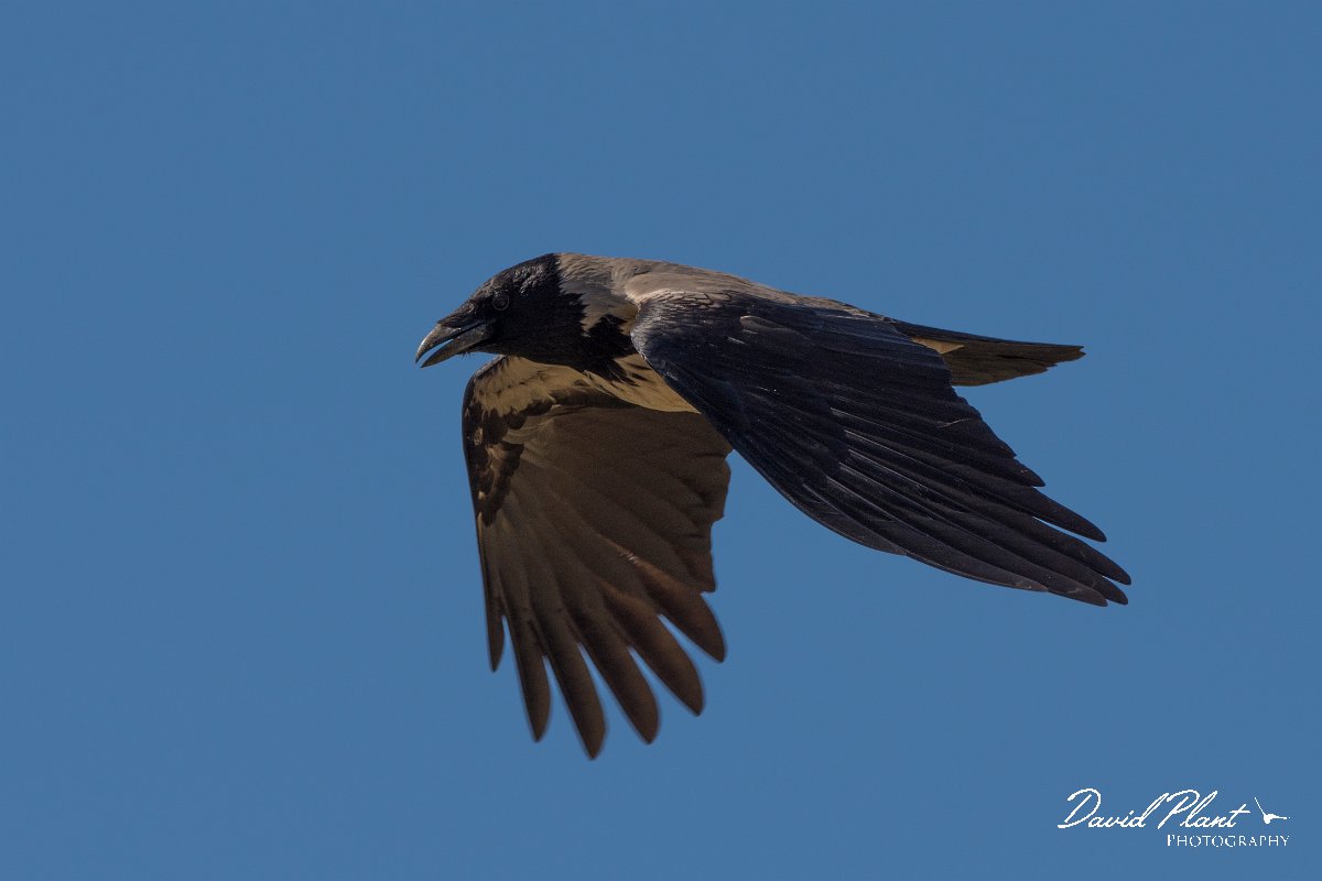 DPPhotography - Corsica - Hooded crow - F.jpg - Hooded crow - Route de l'Etang, Lake Biguglia, Corsica