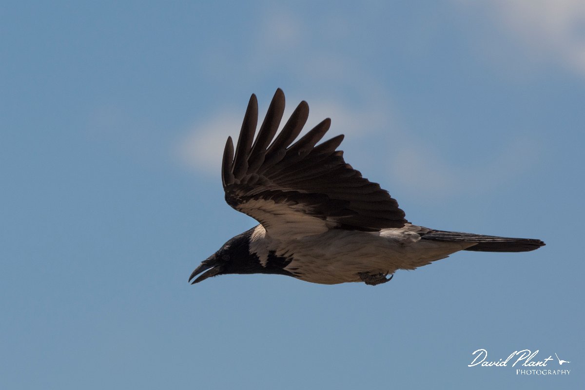 DPPhotography - Corsica - Hooded crow - G.jpg - Hooded crow - Route de l'Etang, Lake Biguglia, Corsica