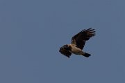 DPPhotography - Corsica - Hooded crow - C