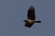 DPPhotography - Corsica - Hooded crow - D