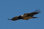 DPPhotography - Corsica - Hooded crow - E