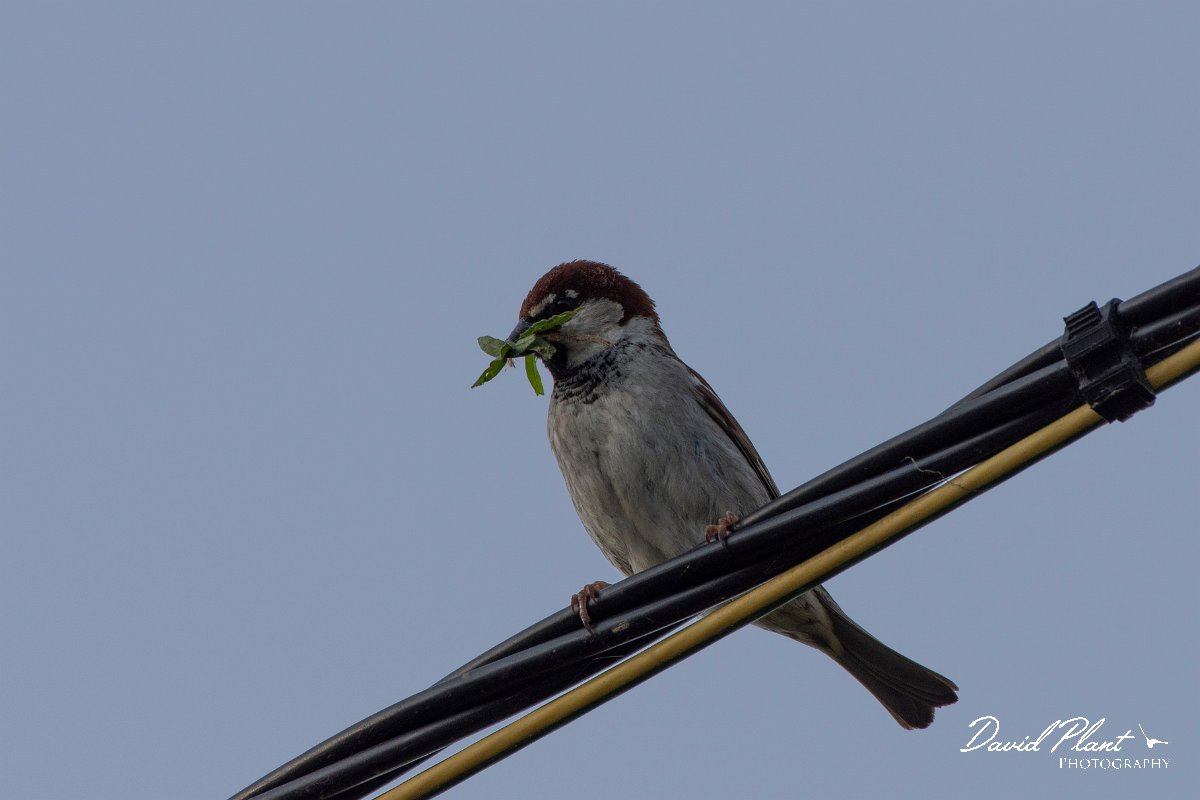 DPPhotography - Corsica - Italian sparrow - D.jpg - Italian sparrow - Route de l'Etang, Lake Biguglia, Corsica
