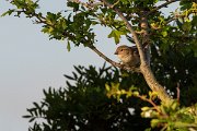DPPhotography - Corsica - Italian sparrow - B