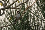 DPPhotography - Corsica - Italian sparrow - C