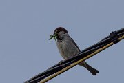 DPPhotography - Corsica - Italian sparrow - D