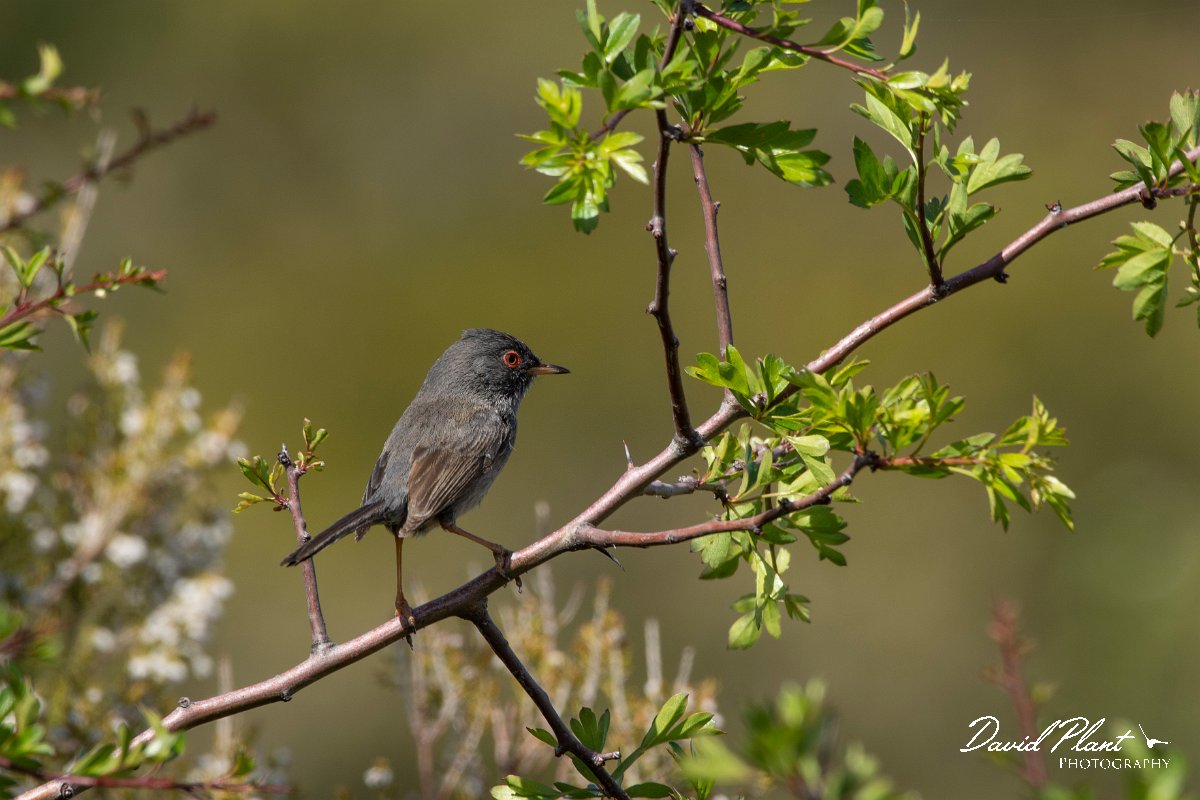 DPPhotography - Corsica - Marmora's warbler - A.jpg - Marmora's warbler - Col de Sevi, Corsica