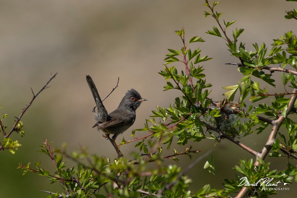 DPPhotography - Corsica - Marmora's warbler - C.jpg - Marmora's warbler - Col de Sevi, Corsica