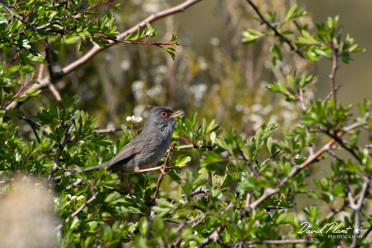 DPPhotography - Corsica - Marmora's warbler - D.jpg - Marmora's warbler - Col de Sevi, Corsica