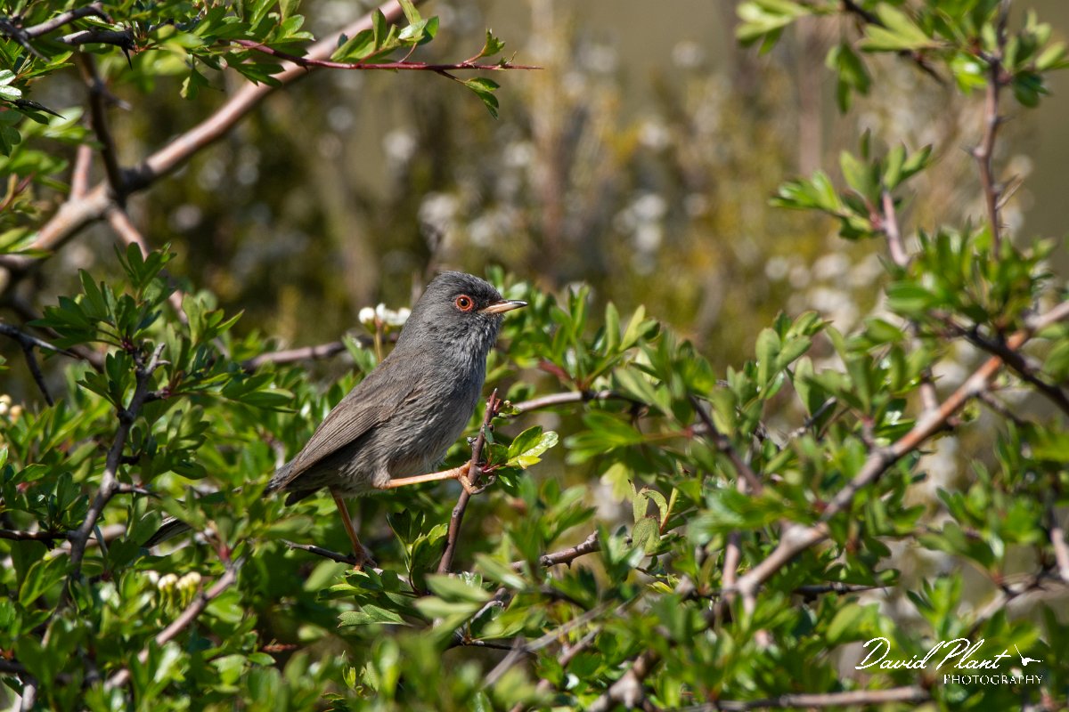 DPPhotography - Corsica - Marmora's warbler - E.jpg - Marmora's warbler - Col de Sevi, Corsica