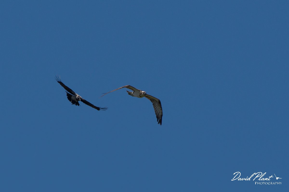 DPPhotography - Corsica - Osprey - A.jpg - Osprey - Route de l'Etang, Lake Biguglia, Corsica