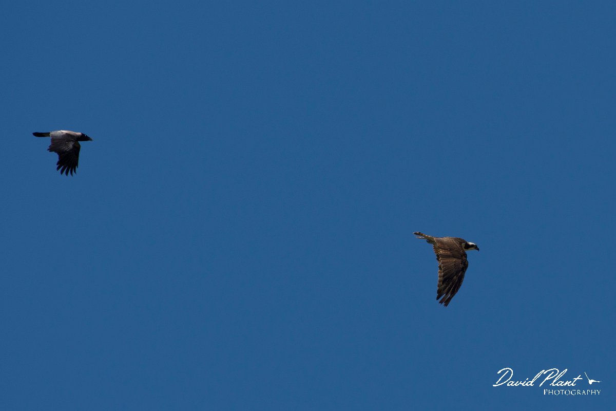 DPPhotography - Corsica - Osprey - C.jpg - Osprey - Route de l'Etang, Lake Biguglia, Corsica