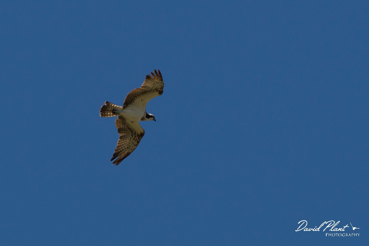 DPPhotography - Corsica - Osprey - E.jpg - Osprey - Route de l'Etang, Lake Biguglia, Corsica