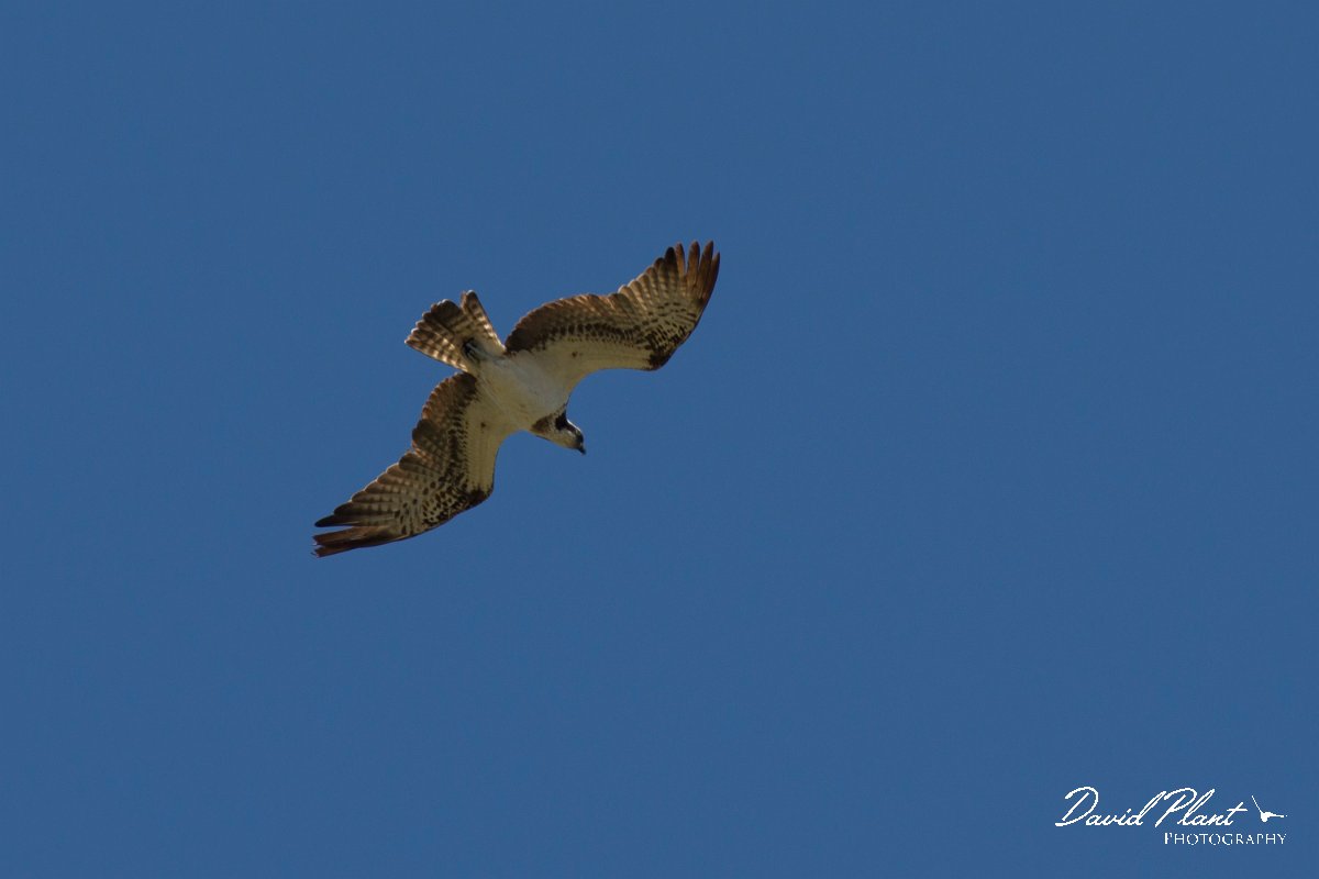 DPPhotography - Corsica - Osprey - F.jpg - Osprey - Route de l'Etang, Lake Biguglia, Corsica